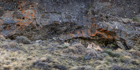  A puma rests sheltered among the rocky cliffs in Patagonia, chile just outside of the park Torres del Paine.
