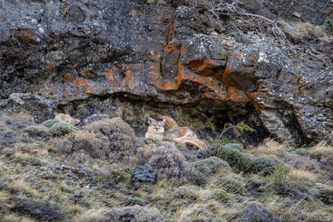  A puma rests sheltered among the rocky cliffs in patagonia, chile just outside of the park Torres del PAine