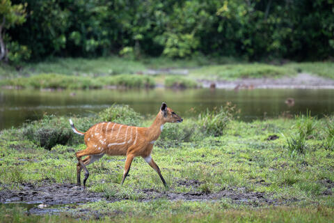Bushbuck