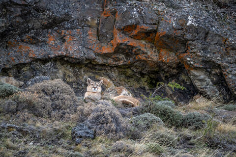  A puma rests sheltered among the rocky cliffs in patagonia, chile just outside of the park Torres del PAine