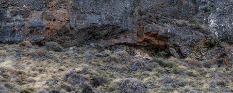  A puma rests sheltered among the rocky cliffs in Patagonia, chile just outside of the park Torres del Paine.