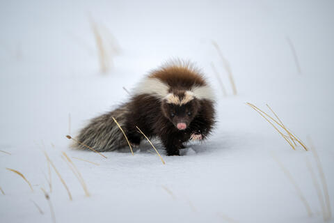A patagonian hog-nosed skunk walks along the snow in southern chile during the winter. 