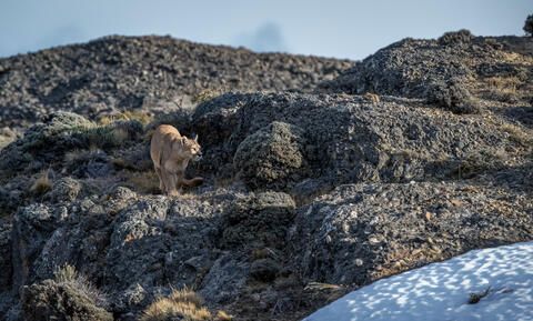 A stalking puma in PAtagonia chile peers around a rcoky ledge while stalking guanacos.  The sun shines in her face. 