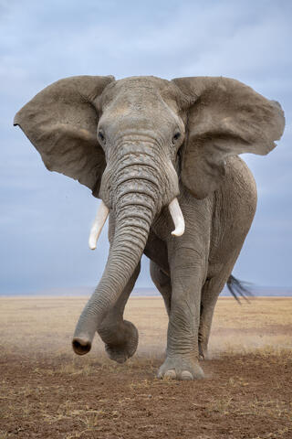 A bull elephant in musth begins a mock charge to intimidate with ears held wide, eyes staring