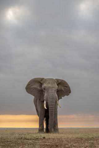 Amboseli, Anger, Behavior, Bull, Display, Displaying, Dry, East Africa, Elephants, Kenya, Mammalia, Proboscidea, Rut, Rutting...