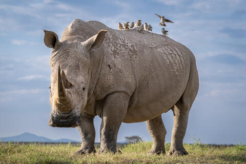 A white rhinoceros stands for a close up portrait in Kenya, Africa with wattled starlings on its back