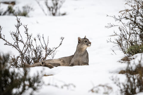 Puma In Snow
