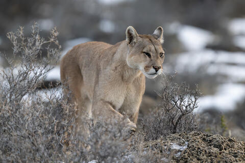 Blinka lives in an estancia outside of Torres del Paine national park in chile. She has lost sight in one eye and survived a broken leg. 