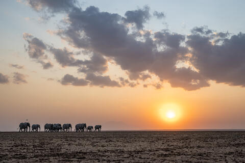 Elephants and a zebra trek along the parched landscape in search of water in samburu national park during the dry season. 