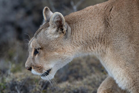 Puma Close-up 