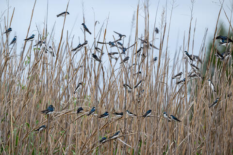 tree swallows roost in the reeds along the Santee river in South Carolina in the spring while migrating. 