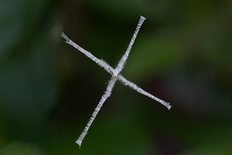 Saint Andrews cross spider is shown on its web with the stabilimentum well visualized in Costa Rica central  America