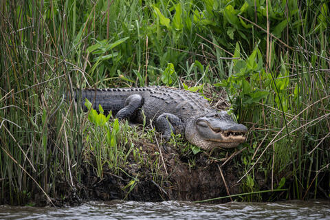 A large American alligator sits on the banks of the santee river in sc with it's mouth open 