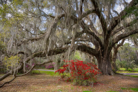 Azaleas blooming in the spring under old, large,  live oak trees draped in spanish moss on an old plantation, magnolia