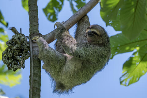 A brown-throated three-toed sloth in Costa Rica hanging and eating in a cecropia tree. 