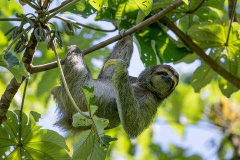 A brown-throated three-toed sloth in Costa Rica hanging and eating in a cecropia tree. 