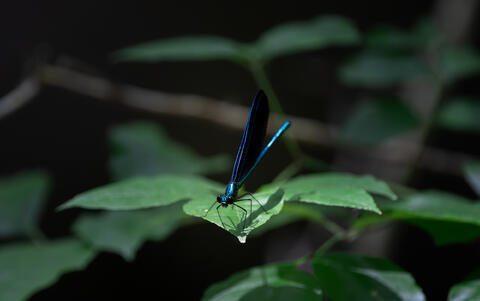 An ebony jeweling damselfly sits perched on a leaf in south Carolina, use waiting to go after it's insect prey. 