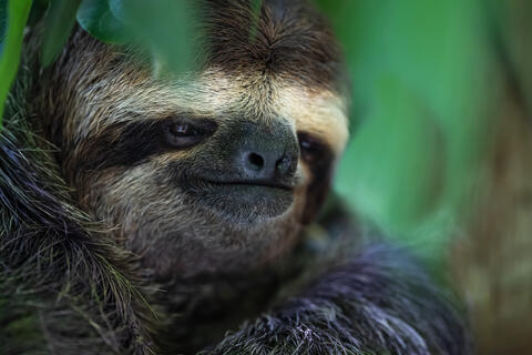 Close-up face picture of a brown-throated three-toed sloth in Costa Rica