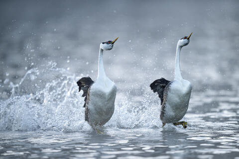 Two western grebes exhibit the rushing behavior as they scamper across the water in a sunchronized dance in california in the spring.