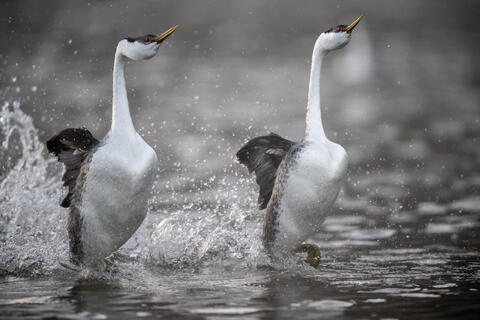 Two western grebes exhibit the rushing behavior as they scamper across the water in a sunchronized dance in california in the spring.