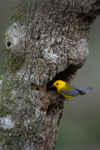 a male prothonotary warbler looks in on the nest in the spring in the swamplands of South Carolina, usa.