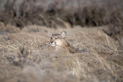 Puma in Grass