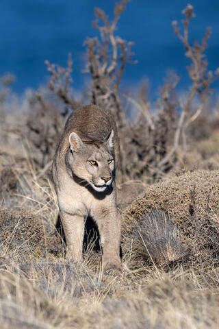 Lakeside Puma Vertical