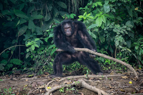 An alpha male chimpanzee stands with an aggressive stance and branch in hand to defend his alpha position in the Congo, Africa. 