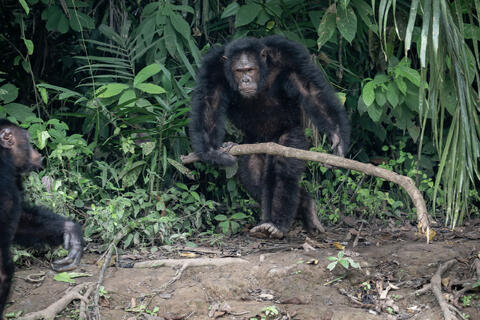 An alpha male chimpanzee with a large stick in his hand stomps toward another chimpanzee to keep it in line in the Congo, West Africa. 