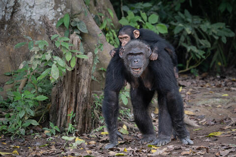 A mother chimpanzee carries her baby on her back as they travel on the ground in the Congo, west africa. 