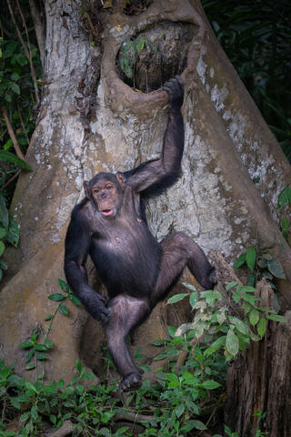 An adult chimpanzee adroitly descends from a tree in the Congo, West Africa. 