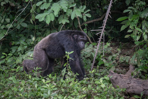 A chimpanzee demonstrates the typical mode of quadruped ambulation on the ground as it knuckle-walks in the Congo, West Africa. 