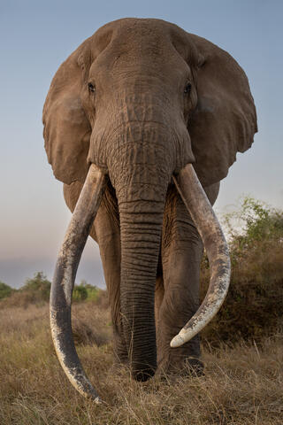 Super Tusker Head-on