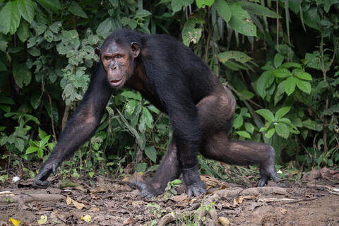 A chimpanzee demonstrates the typical mode of quadruped ambulation on the ground as it knuckle-walks in the Congo, West Africa. 