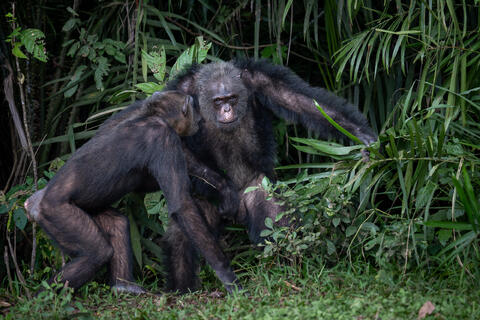 Two chimpanzees communicate closely while on the ground in the Congo, West Africa. 
