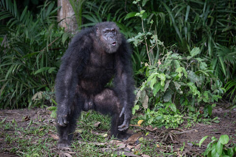 A standing chimpanzee vocalizes in the Congo, West Africa. 