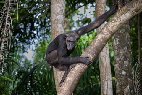 A chimpanzee adroitly descends from a tree in the Congo, West Africa. 