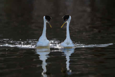 Two western grebes that have paired of are swimming together and mirroring their behavior in california in the spring. 
