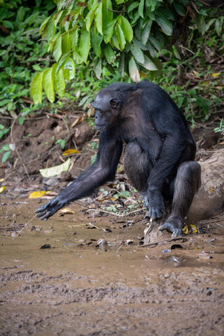 A chimpanzee in congo, west africa reaches for a stick or is using it as a tool