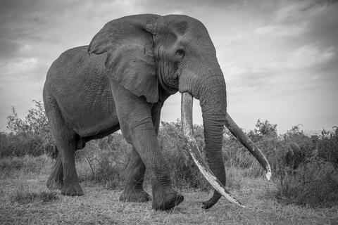 Super Tusker Craig
