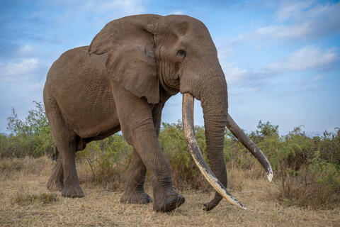 Super Tusker Craig