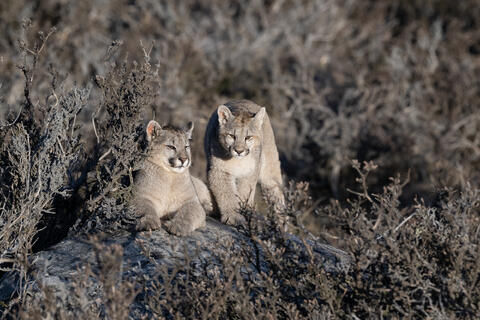 Puma Sub-Adults