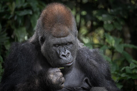 A close up image of a male silverback western lowland gorilla in congo, west africa. 