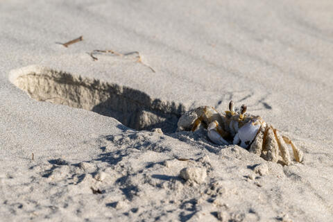 An Atlantic ghost crab is seen adjacent to its burrow on a South Carolina beach in the morning. 