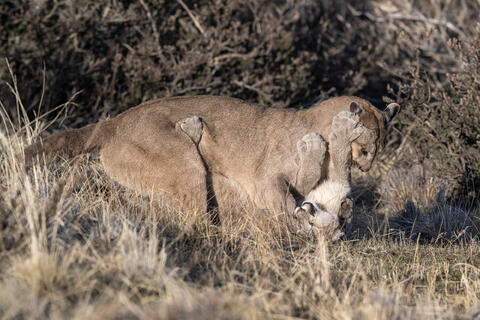 A puma mother and her club play aggressively after she returned from a hunt in Patagonia, Chile, on an Estancia just outside Torres del Paine National Park. 