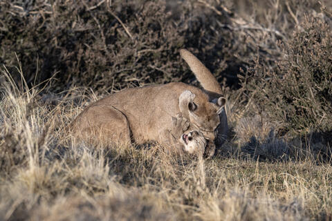 A puma mother and her club play aggressively after she returned from a hunt in Patagonia, Chile, on an Estancia just outside Torres del Paine National Park. 