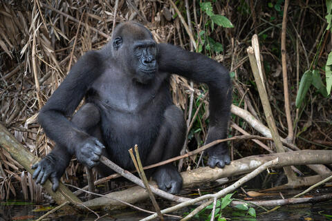 A western lowland gorilla male sits and prepare to drink from a river in congo, west africa. 