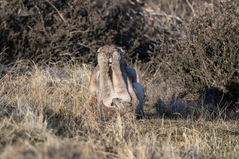A puma mother and her club play aggressively after she returned from a hunt in Patagonia, Chile, on an Estancia just outside Torres del Paine National Park. 