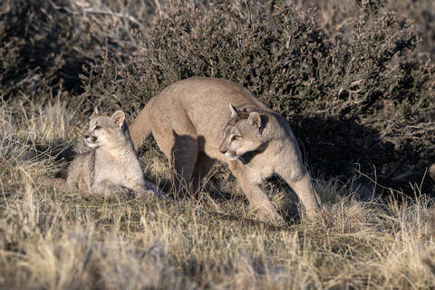 A puma and her cub pause momentarily after playing in Patagonia, Chile, just outside of Torres del Paine national park. 