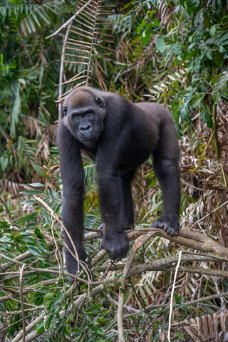 A male western lowland gorilla stands on a branch and looks at the camera in congo, west africa. 